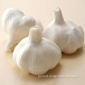 Dehydrated Normal White Garlic 5cm Fresh Normal White Garlic Price Manufactory